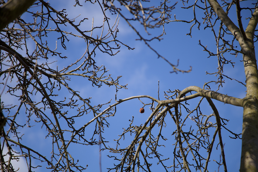 vertrockneter Apfel am Baum