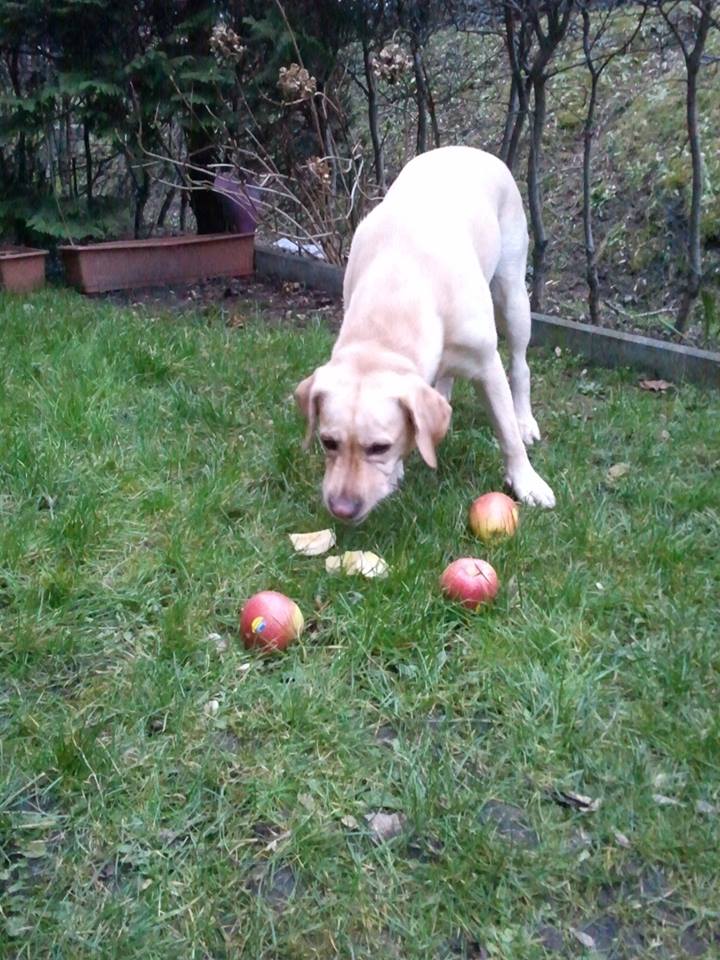 eine Hundedame verköstigt Äpfel