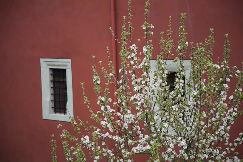 Apfelbaum im Frühling