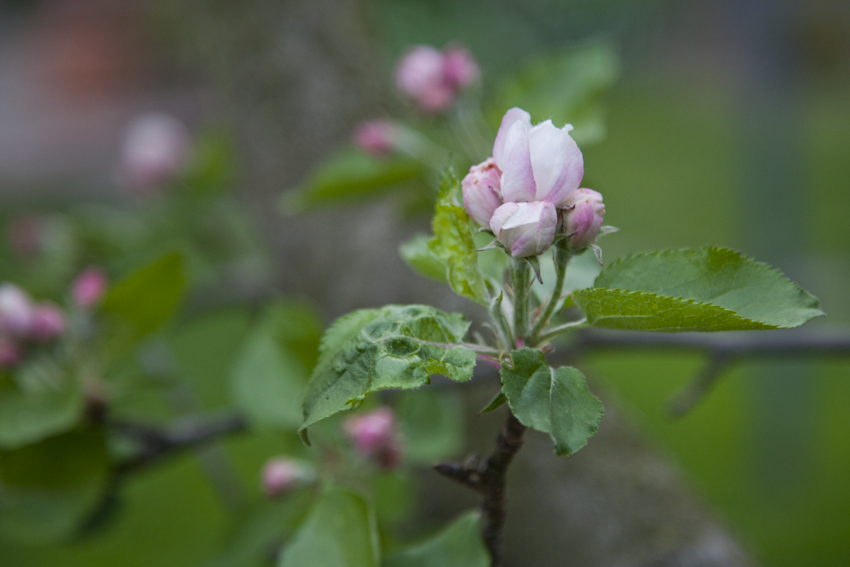 sich öffnende Apfelblüte am Baum