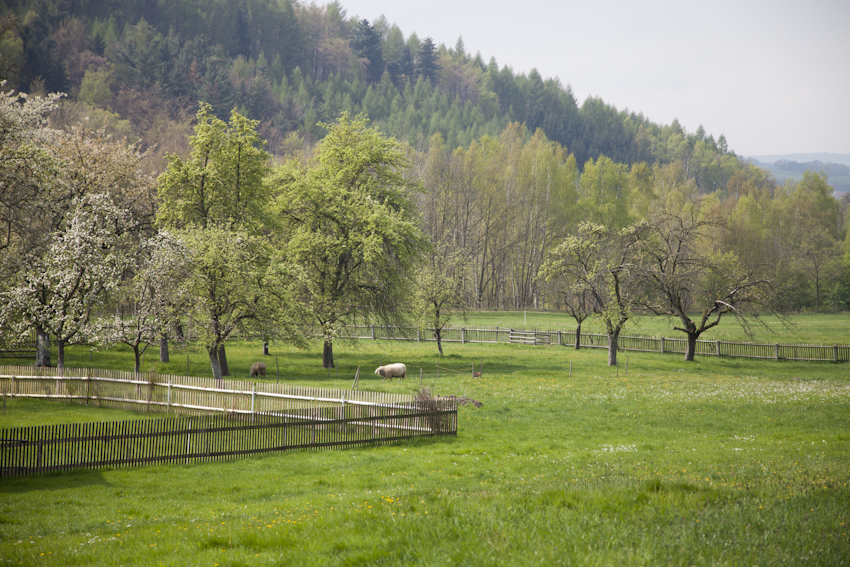 das fehlende Osterlamm auf der Streuopbstwiese