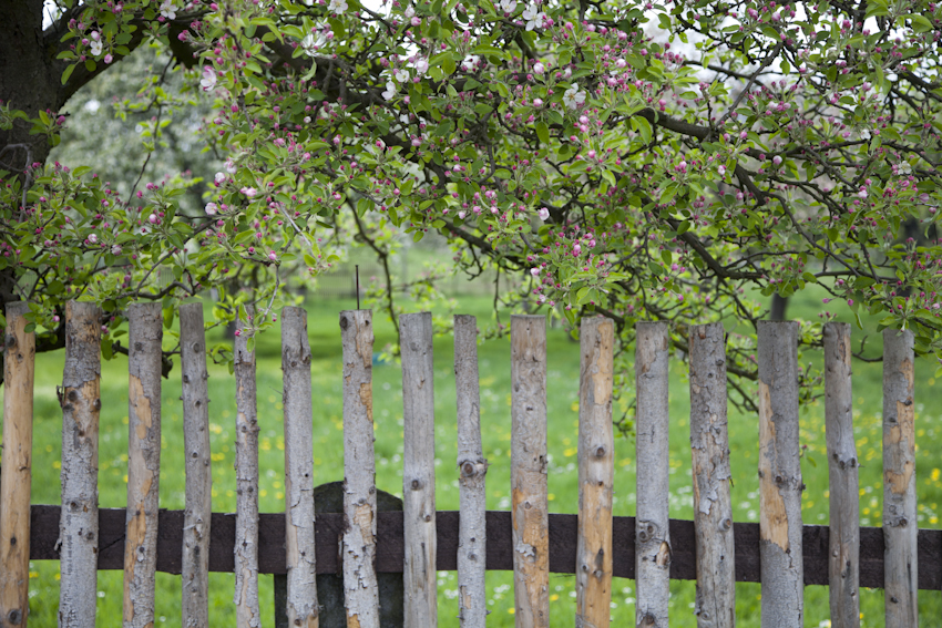 Apfelblüten am Zaun