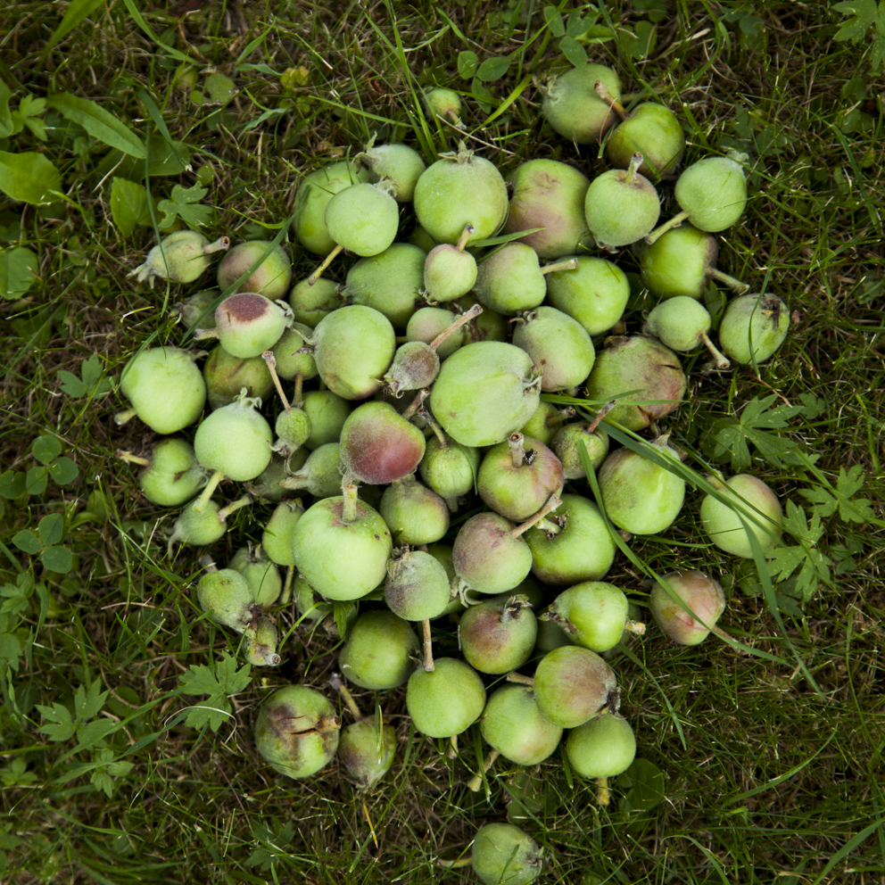 zu viele Früchte am Apfelbaum